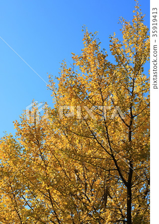 Autumn leaves park 35919413