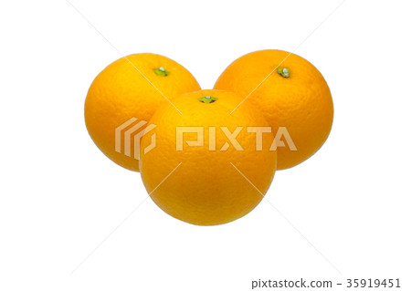 navel oranges on white background navel oranges on white background 35919451