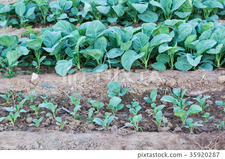Chinese kale vegetable in garden 35920287