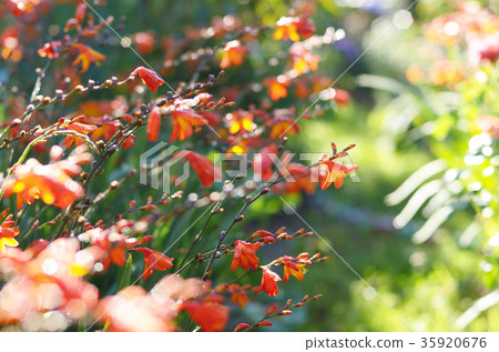 Flowers of a Crocosmia or Montbretia Flowers of a Crocosmia or Montbretia 35920676