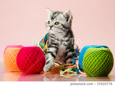 kitten kitten 35920778