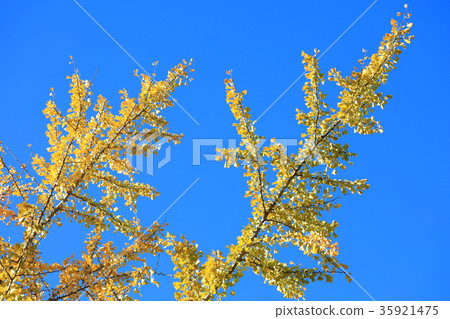 秋葉公園 35921475