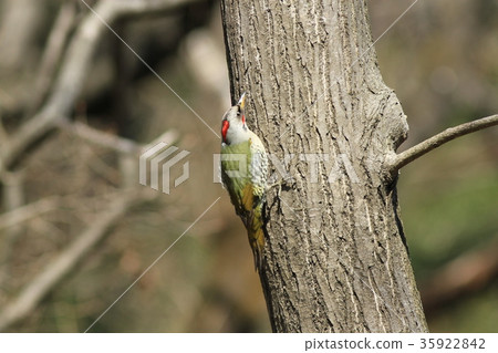 Aogera Aogera 35922842