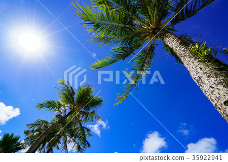 棕櫚樹（關島） 35922941
