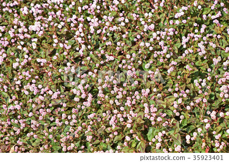 Freshwater soba (Himenba soba) 35923401