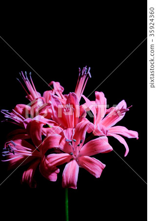 Diamond Lily 35924360