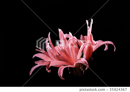 Diamond Lily 35924367