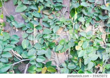 climber plant or Tridax procumbens 35925072