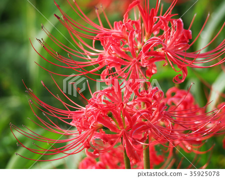 Higa buna in full bloom 35925078