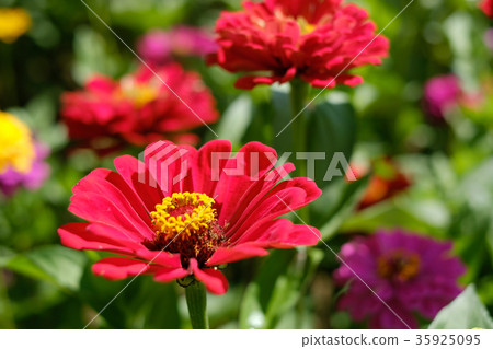 竹草 竹草 35925095