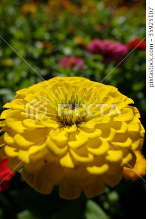 Bamboo grass Bamboo grass 35925107