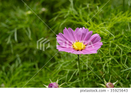 Cosmos 35925643