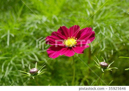Cosmos Cosmos 35925646