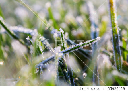 Frozen grass 35926429