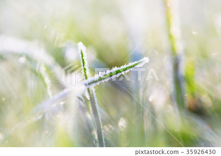 Frozen grass 35926430