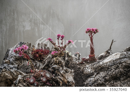 Rural landscape with a beautiful sunset 35927040