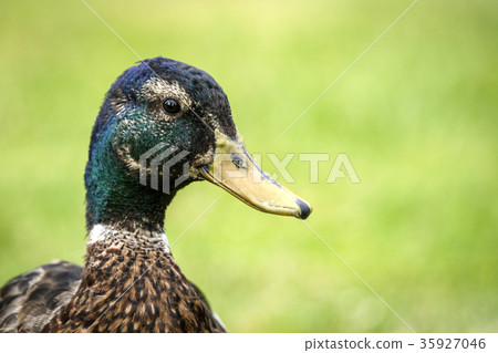 Rural landscape with a beautiful sunset Rural landscape with a beautiful sunset 35927046