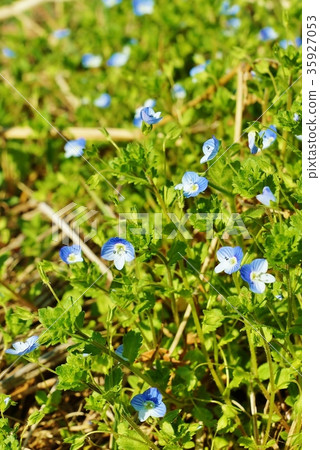 Spring wildflowers, Obidon currants, with a cobalt-blue flower like a star that spills on the ground, vertical position Spring wildflowers, Obidon currants, with a cobalt-blue flower like a star that spills on the ground, vertical position 35927053