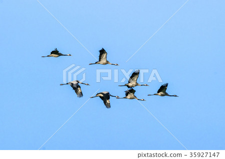 Flock of cranes flying in the air 35927147