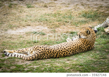 Leopard sleeping in the sun on a green area 35927148