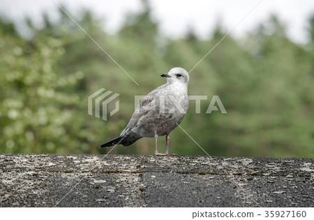 Young common gull standing on a wooden log Young common gull standing on a wooden log 35927160