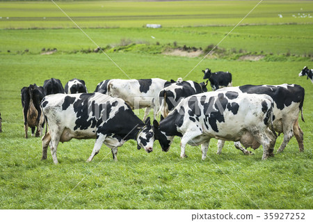 Cows head to head on a green meadow Cows head to head on a green meadow 35927252