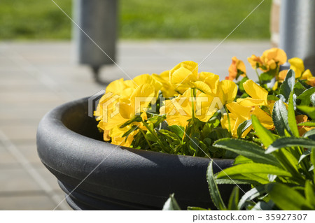 Viola tricolor flowers in yellow on terrace 35927307