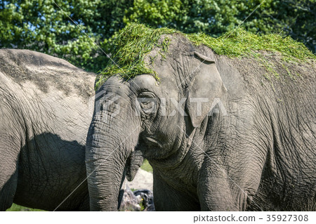Elephant eating with green grass on the head Elephant eating with green grass on the head 35927308