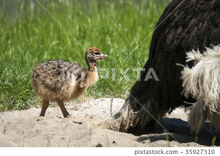 Young ostrich chicken walking in sand Young ostrich chicken walking in sand 35927310