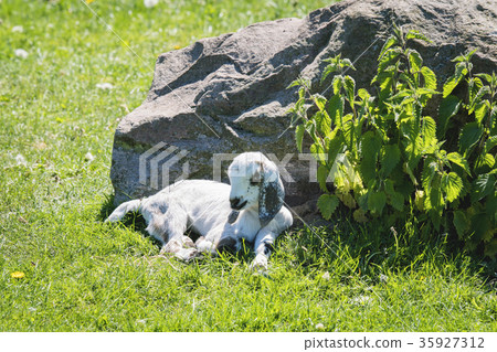 Cute goating taking a nap in the summer Cute goating taking a nap in the summer 35927312