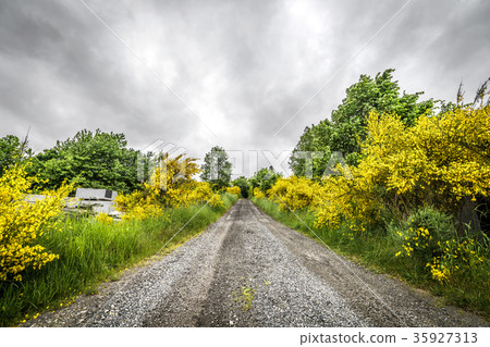 Road surrounded by yellow broom bushes 35927313