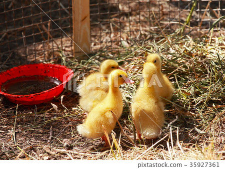 Ducklings 35927361