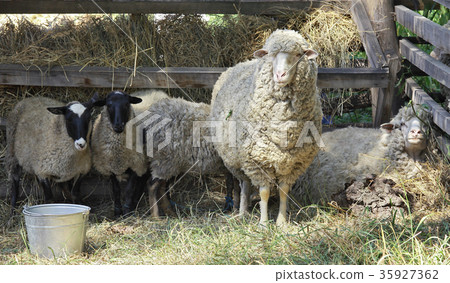 Merino sheep 35927362