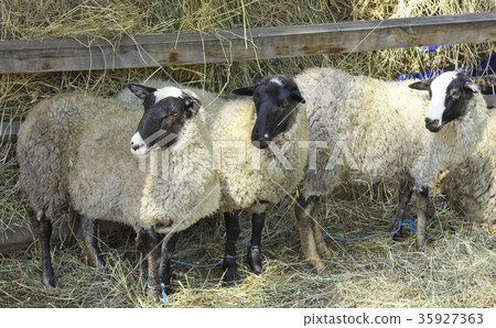 Three sheep on a farm 35927363
