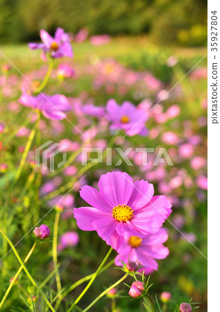 Plant: Cosmos moss Asteraceae Plant: Cosmos moss Asteraceae 35927804