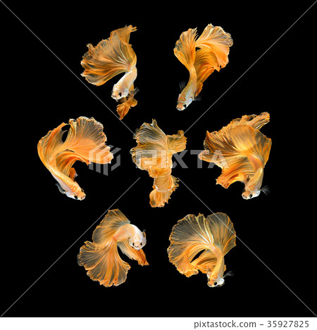 Close up art movement of Betta fish Close up art movement of Betta fish 35927825