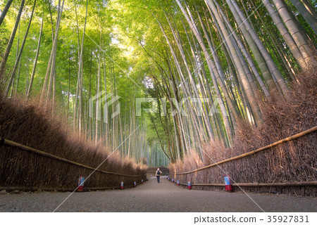 Bamboo grove at Arashiyama in Kyoto, Japan 35927831