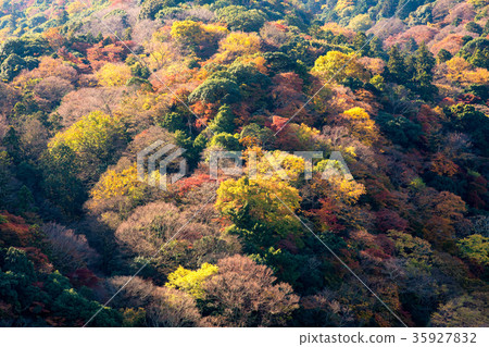 Beautiful nature colourful tree leaves on mountain Beautiful nature colourful tree leaves on mountain 35927832