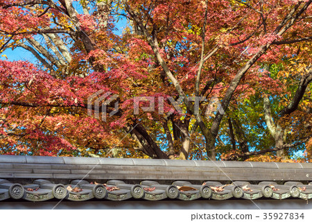 Beautiful nature colourful leaves Beautiful nature colourful leaves 35927834