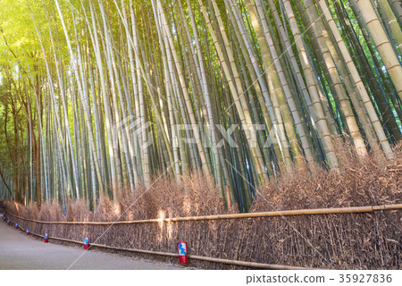 Bamboo grove at Arashiyama in Kyoto, Japan Bamboo grove at Arashiyama in Kyoto, Japan 35927836
