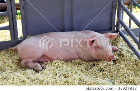 Pig in a pen 35927918