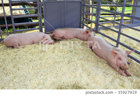 Three pigs in the pen 35927919