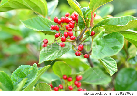 Tree: Ilex macropoda, Aquifoliaceae 35928062