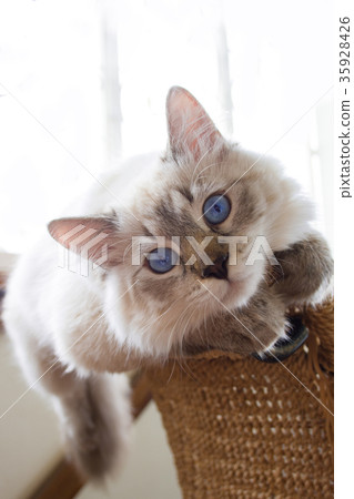 Siberian kitten 6 months old 35928426