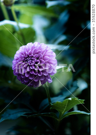 Dahlia (Tengu Peony) 35928870