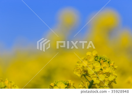 強姦開花 強姦開花 35928948