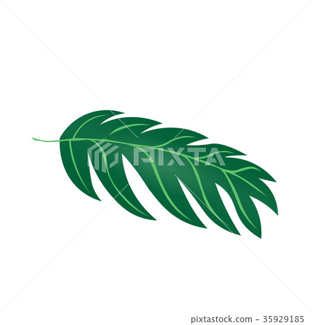 室內植物龜背竹園藝圖 35929185
