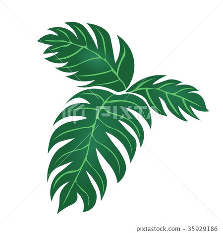 室內植物龜背竹<葉子的插圖> 35929186