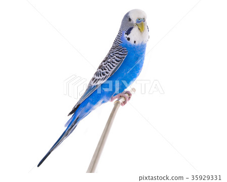 budgie 35929331