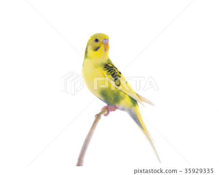 budgie budgie 35929335
